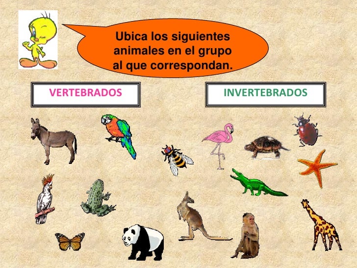Animales invertebrados: ejemplos y caractersticas - con fotos 78 Animales invertebrados: ejemplos y caractersticas - con fotos 1